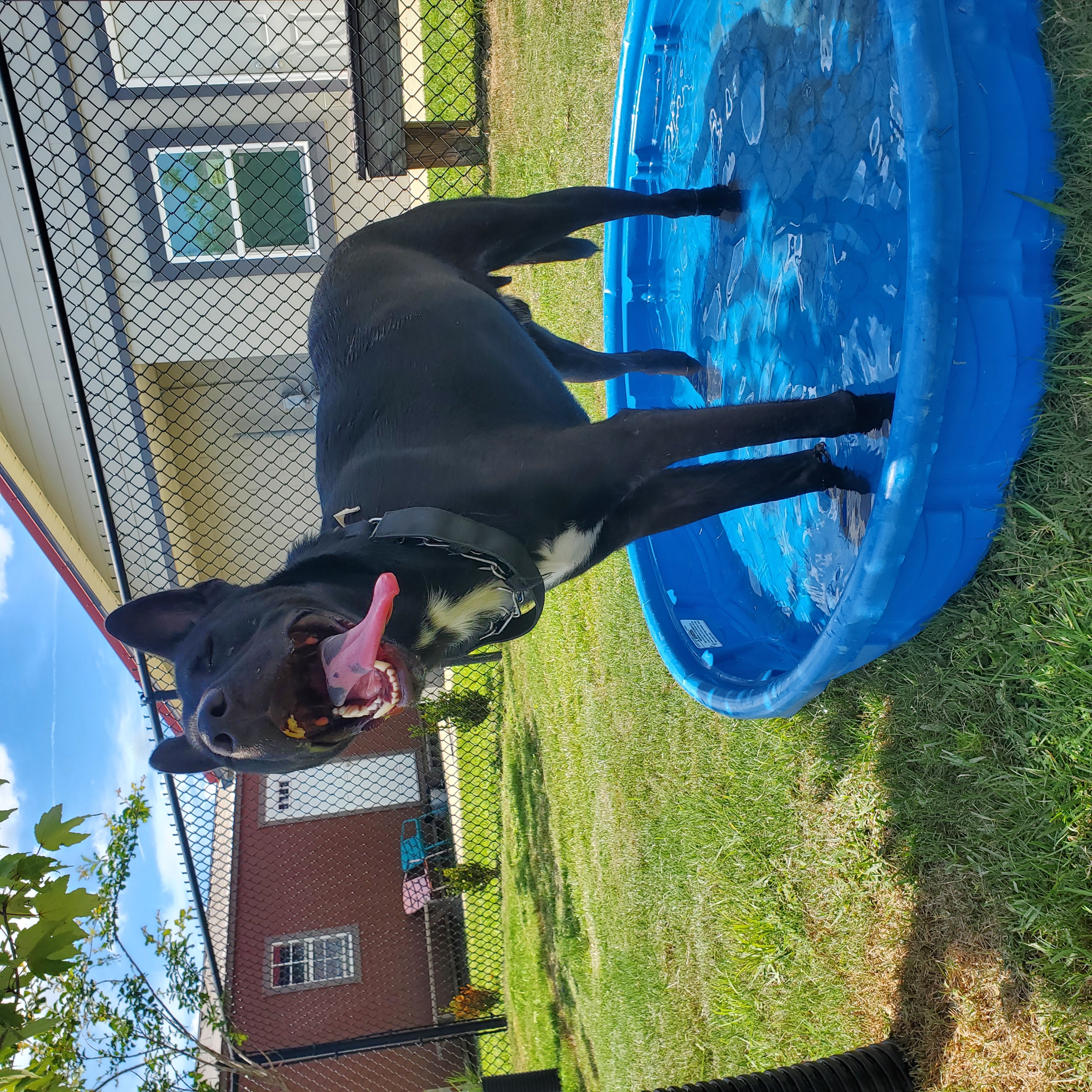 Enlarge Remi, a Adopted mixed breed in Lynn Haven, FL image 3/5