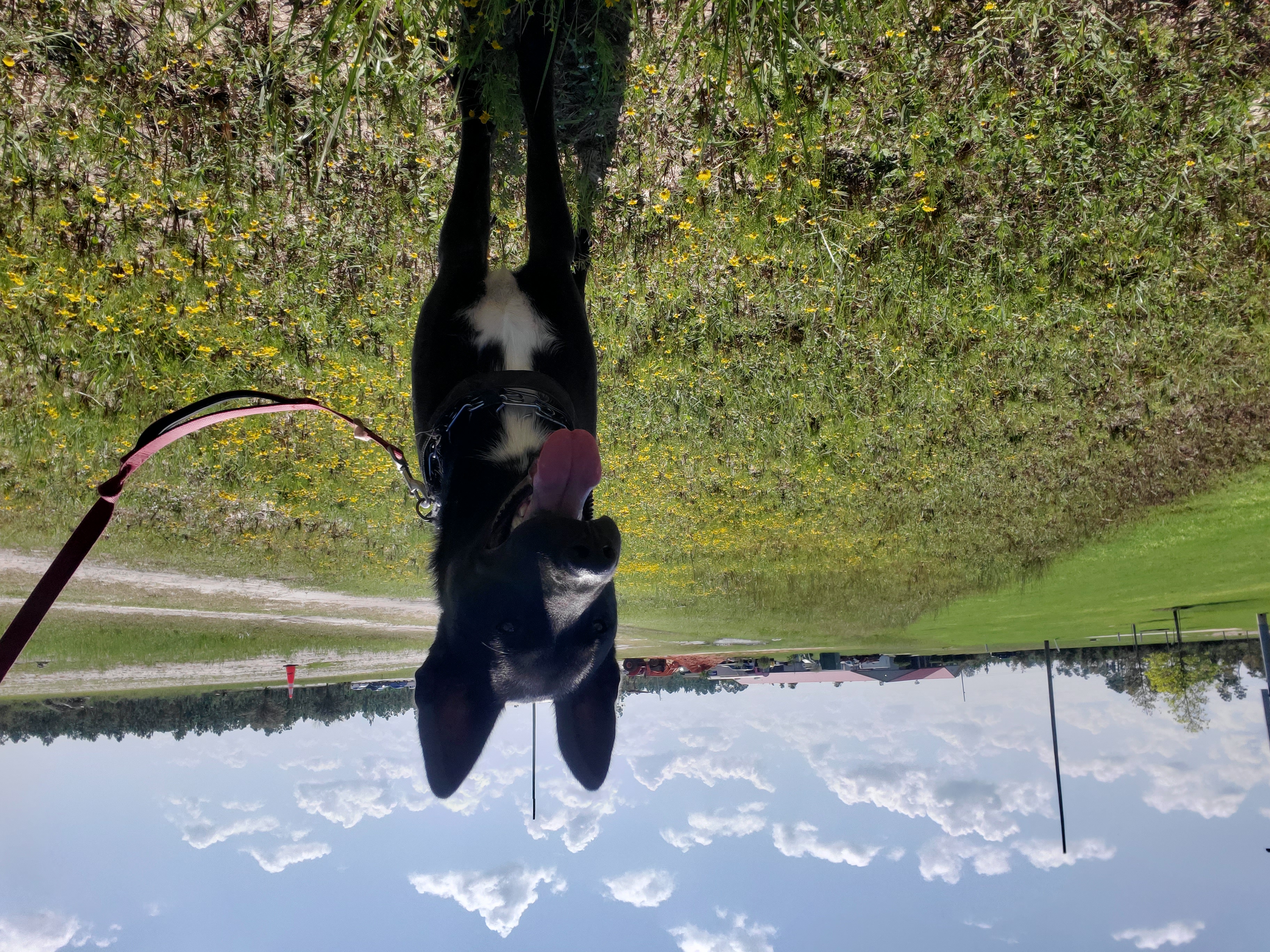 Enlarge Remi, a Adopted mixed breed in Lynn Haven, FL image 4/5