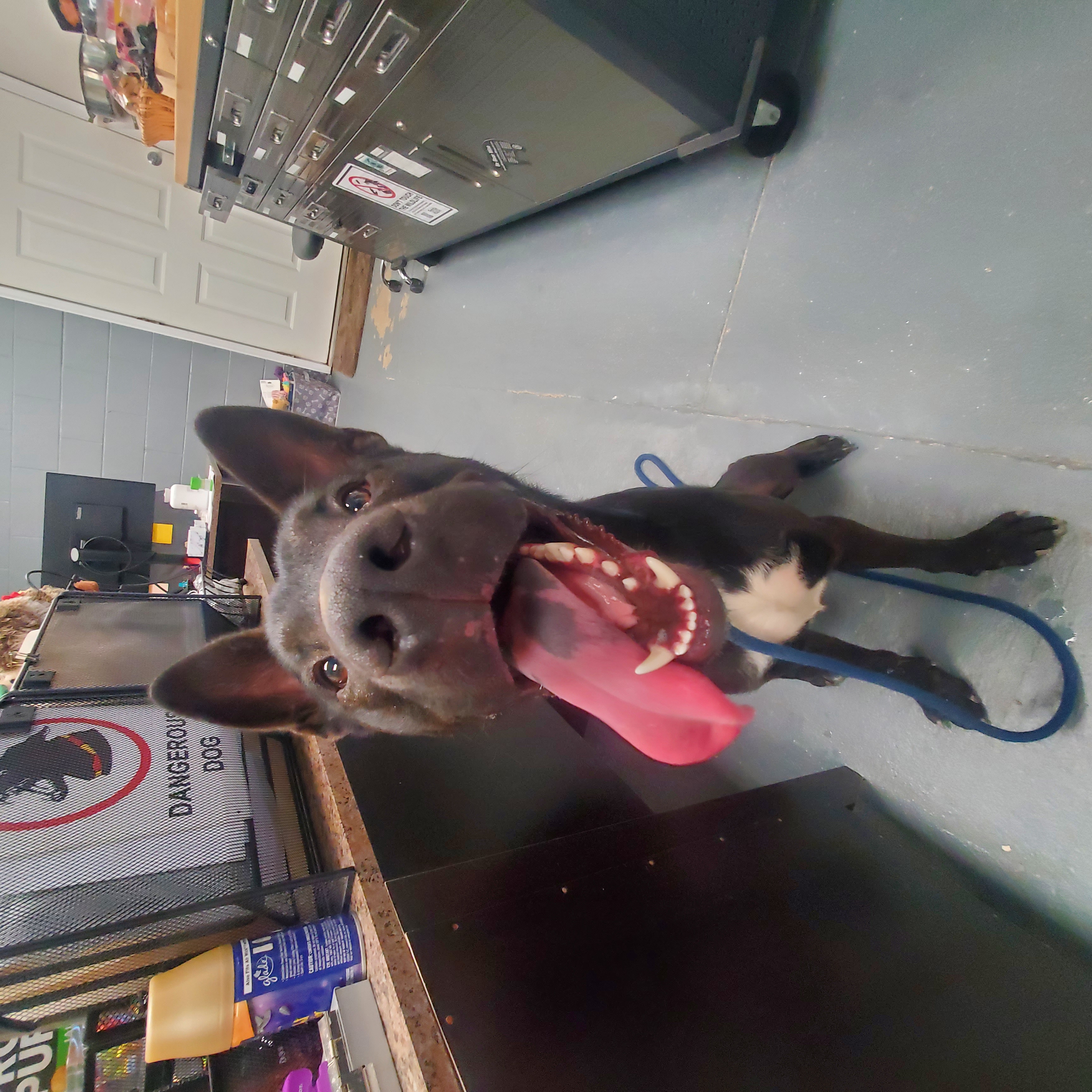 Remi, Adopted, Young Male German Shepherd Dog & Great Dane.