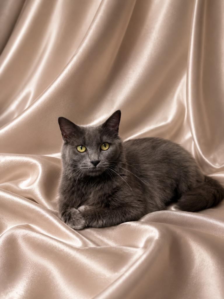 Sylvie, Adoptable, Young Female Domestic Long Hair.