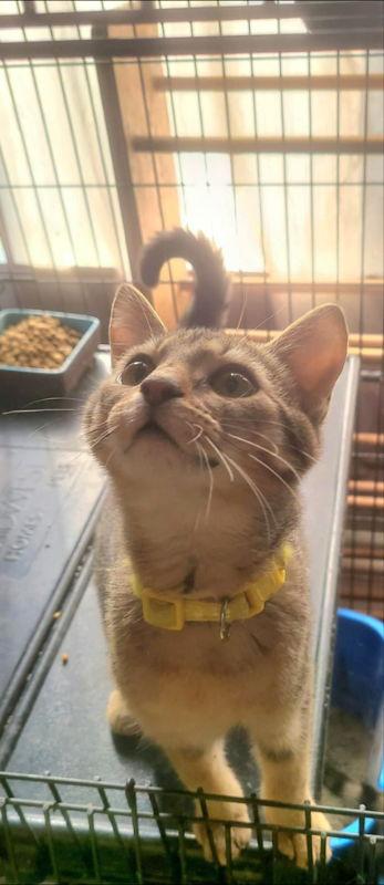 Enlarge Pearl (FSG), a Adoptable mixed breed in Georgetown, KY image 1/3