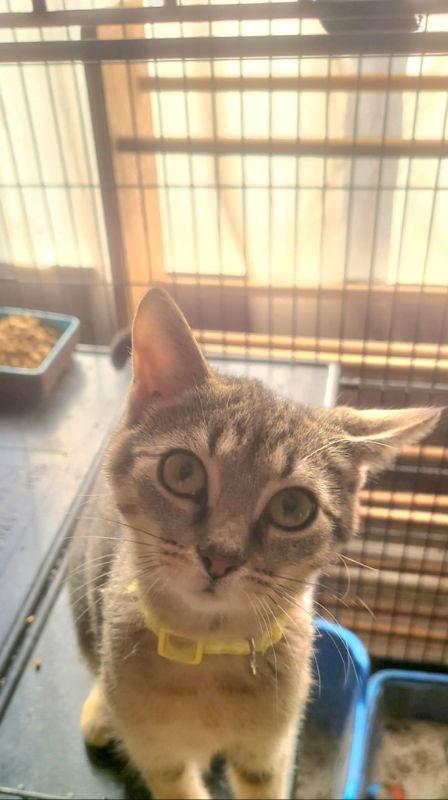 Enlarge Pearl (FSG), a Adoptable mixed breed in Georgetown, KY image 3/3