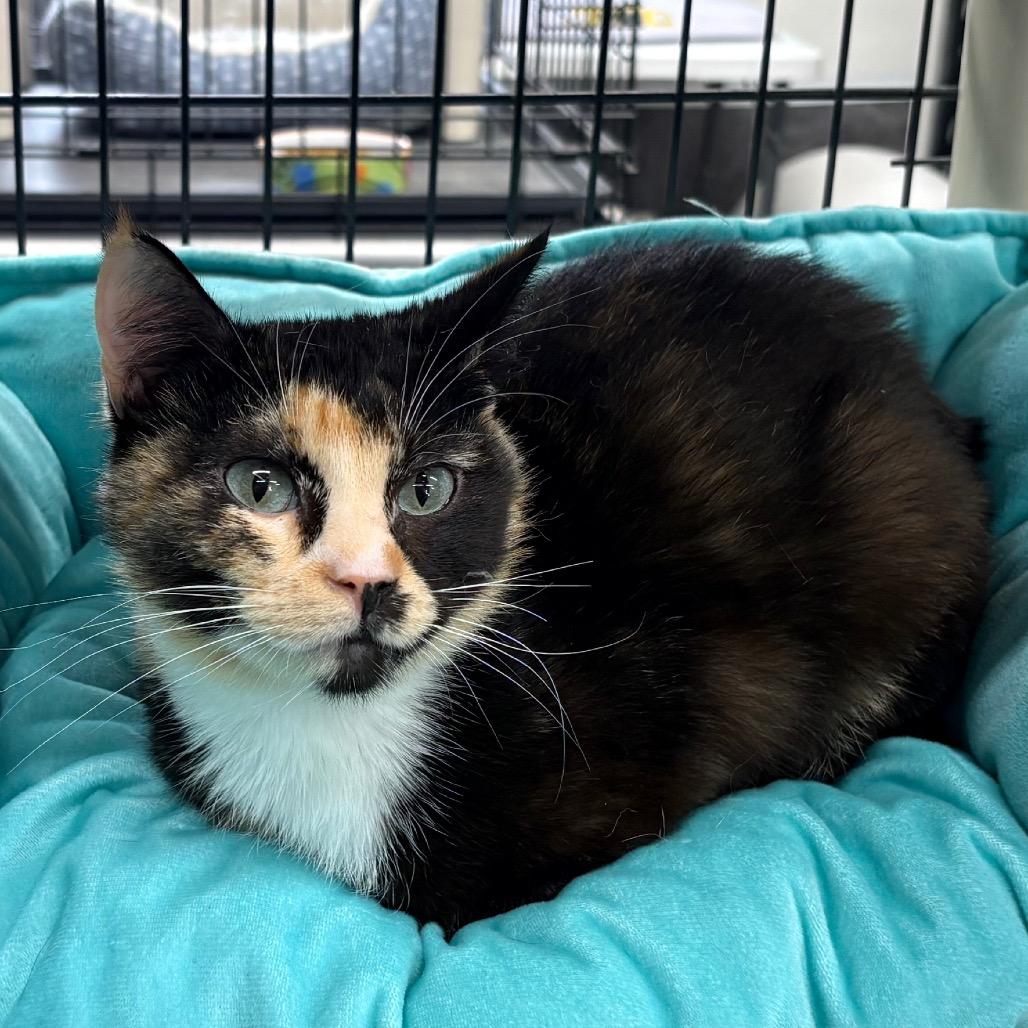 Bluey, ADOPTABLE, Adult Female Calico.