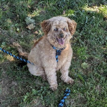 Enlarge Nikki, a Adopted mixed breed in Danville, PA image 1/2