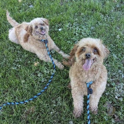 Enlarge Nikki, a Adopted mixed breed in Danville, PA image 2/2