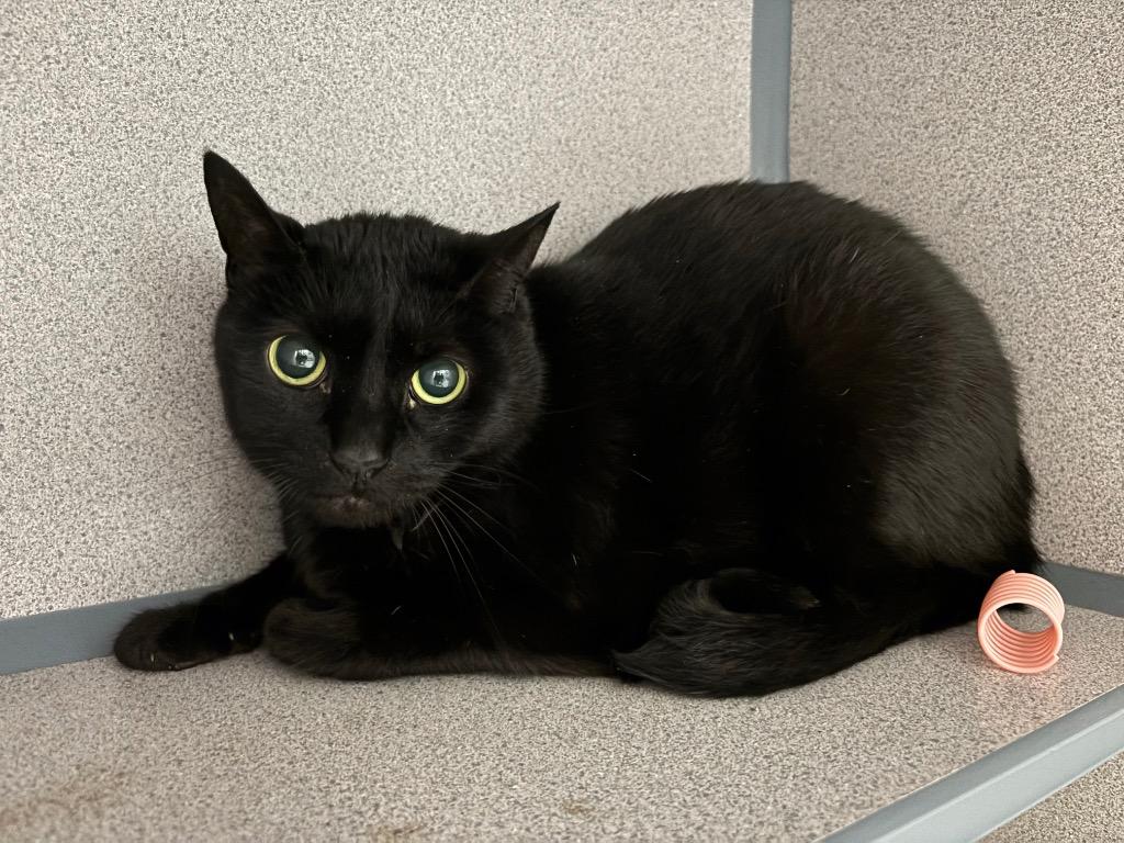 Enlarge Misty, a Adoptable mixed breed in Liverpool, NY image 1/1
