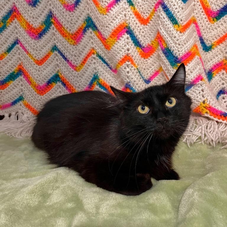 Enlarge Camellia, a Adoptable Domestic Long Hair in Benld, IL image 1/1