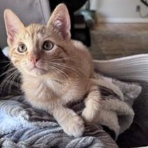 Ruffles, an adopted Domestic Short Hair in Denver, CO image 2/6