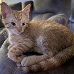 Ruffles, an adopted Domestic Short Hair in Denver, CO image 5/6