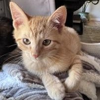 Ruffles, an adopted Domestic Short Hair in Denver, CO image 6/6