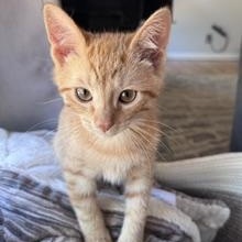 Ruffles, adopted, Kitten Male Domestic Short Hair.