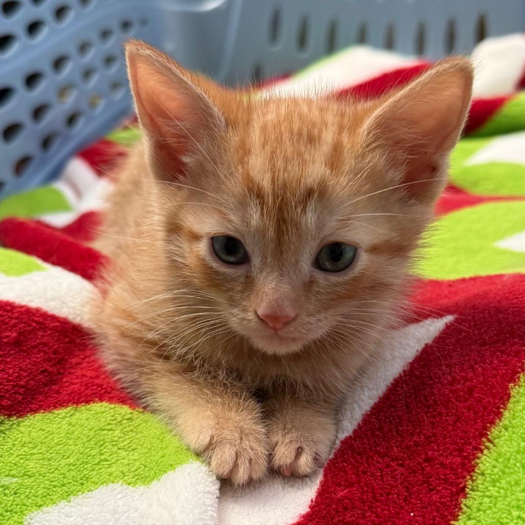 Ruffles, an adopted Domestic Short Hair in Denver, CO image 3/6