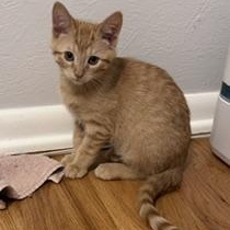 Ruffles, an adopted Domestic Short Hair in Denver, CO image 4/6