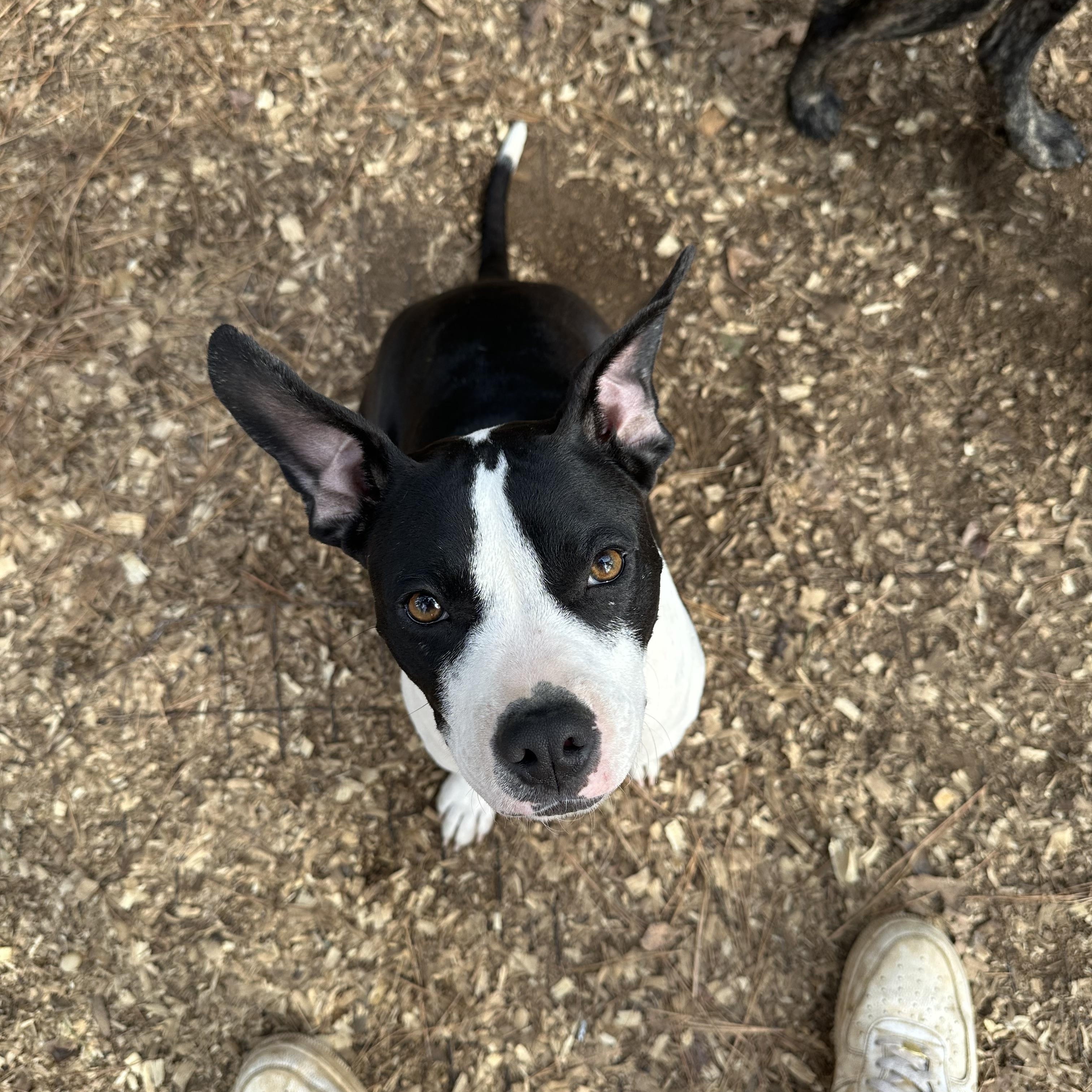 Enlarge Diamond, a Adoptable Pit Bull Terrier in Ruston, LA image 2/5