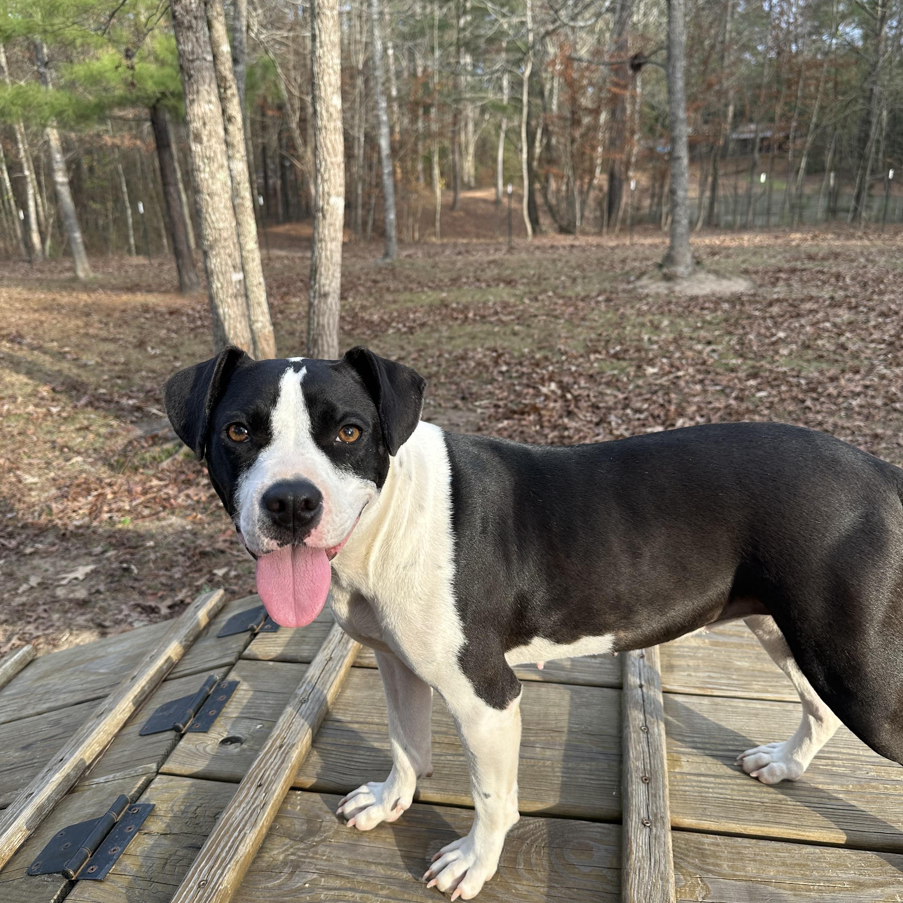 Diamond, Adoptable, Young Female Pit Bull Terrier.