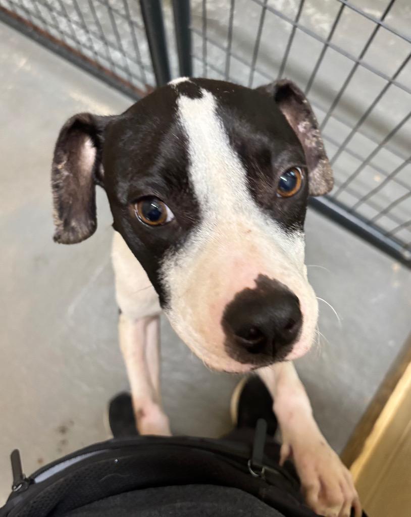 Enlarge Diamond, a Adoptable Pit Bull Terrier in Ruston, LA image 5/5