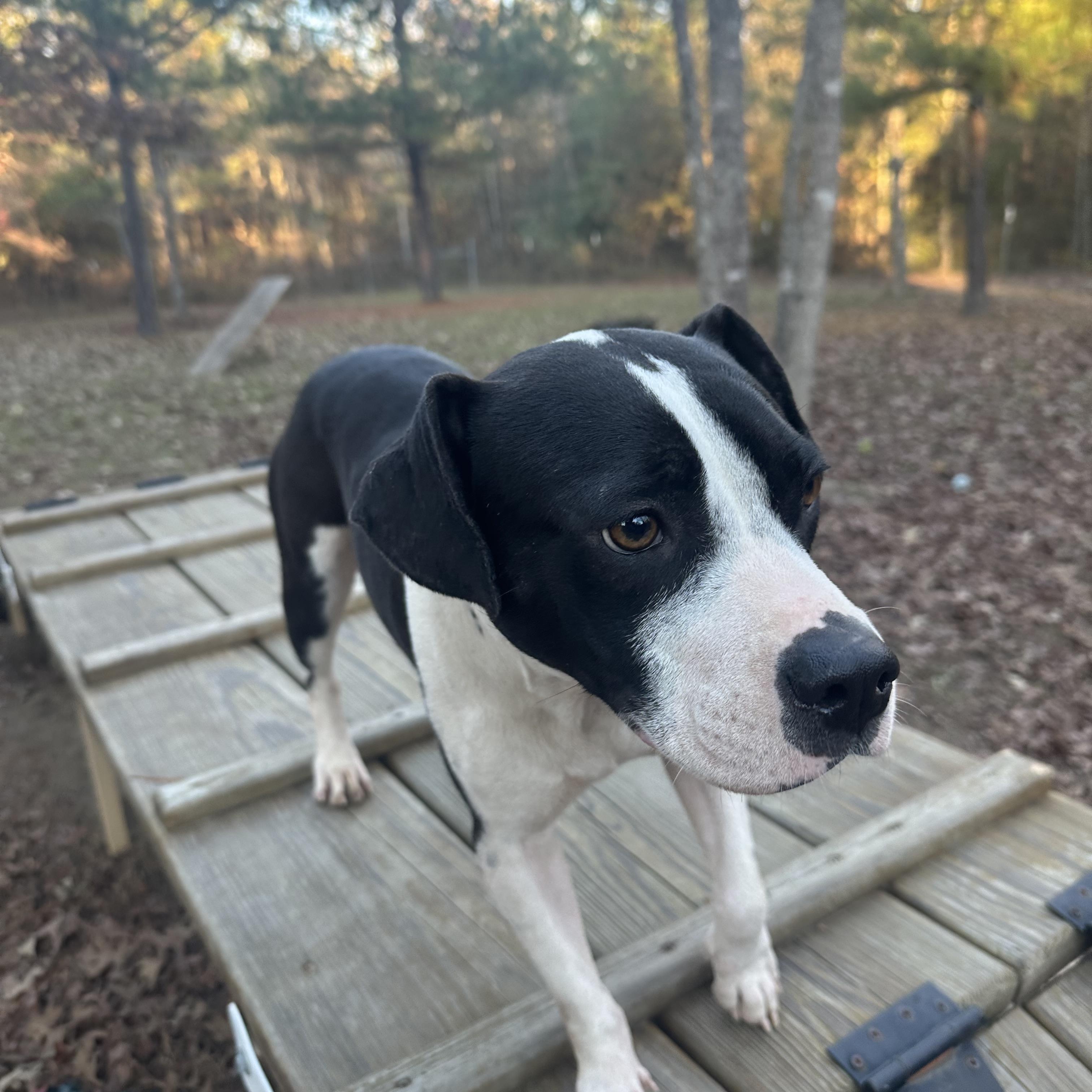 Enlarge Diamond, a Adoptable Pit Bull Terrier in Ruston, LA image 4/5
