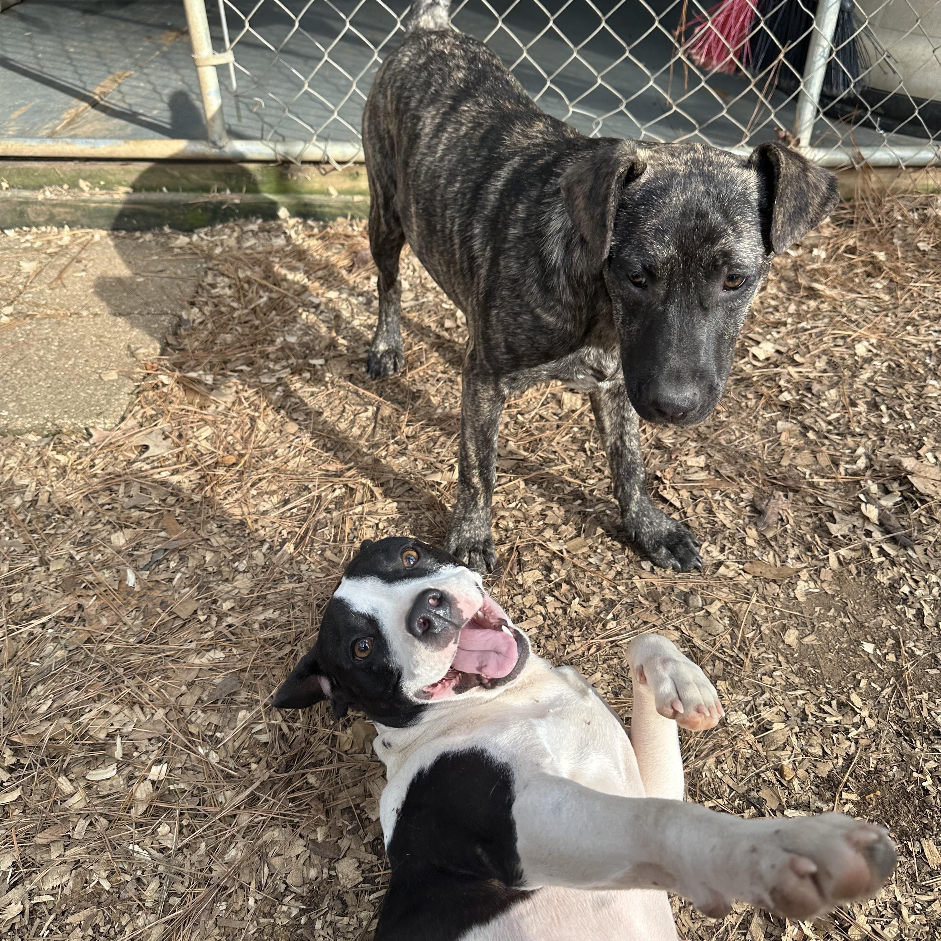 Enlarge Diamond, a Adoptable Pit Bull Terrier in Ruston, LA image 3/5