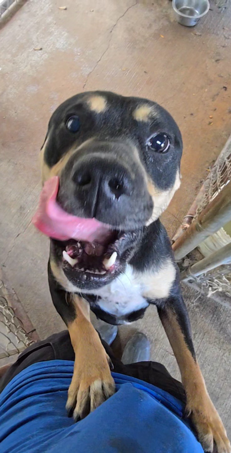 Enlarge Izzy, a Adoptable Mixed Breed in McCrory, AR image 2/4