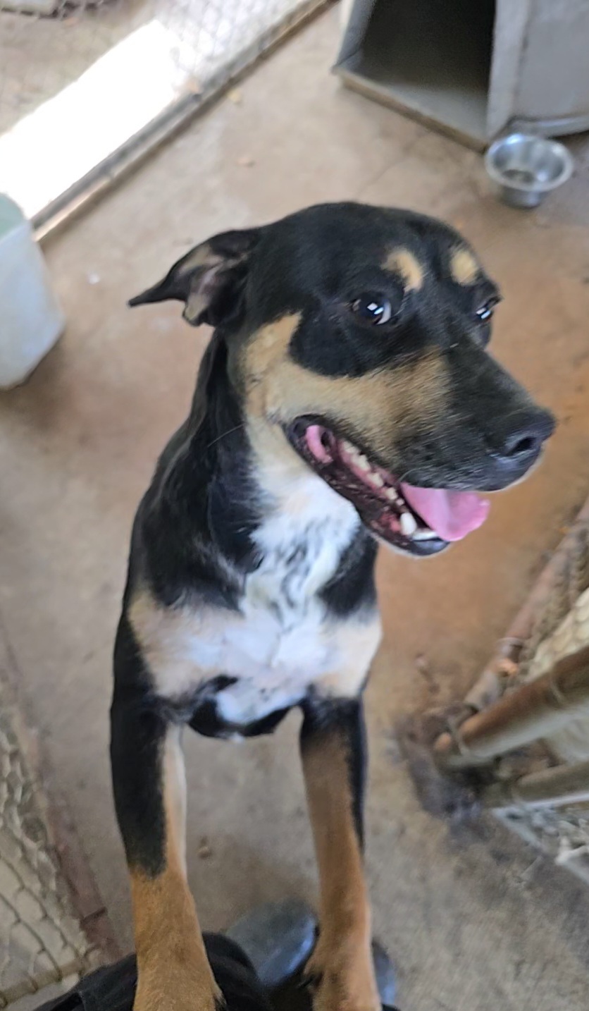 Enlarge Izzy, a Adoptable Mixed Breed in McCrory, AR image 1/4