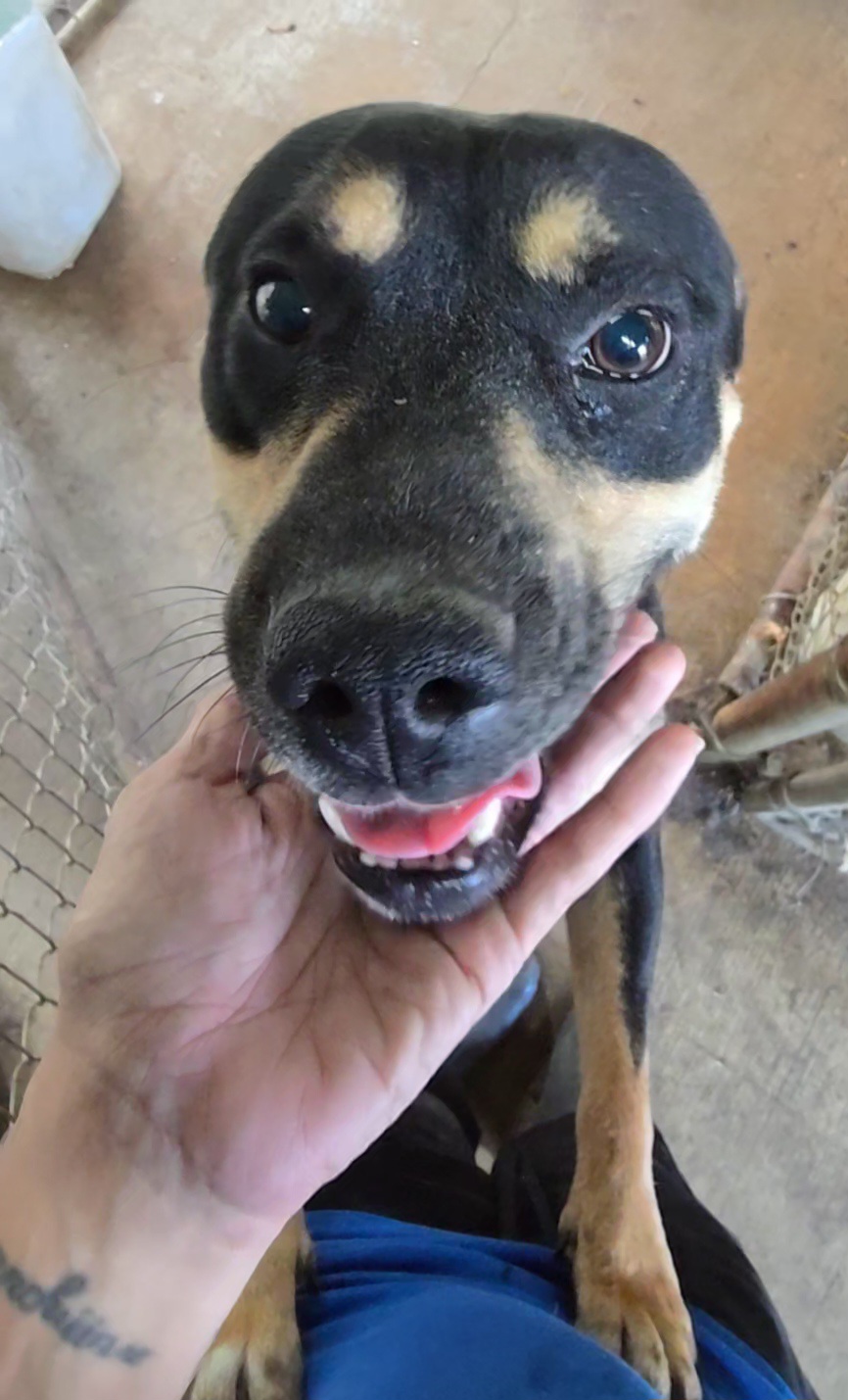 Enlarge Izzy, a Adoptable Mixed Breed in McCrory, AR image 3/4