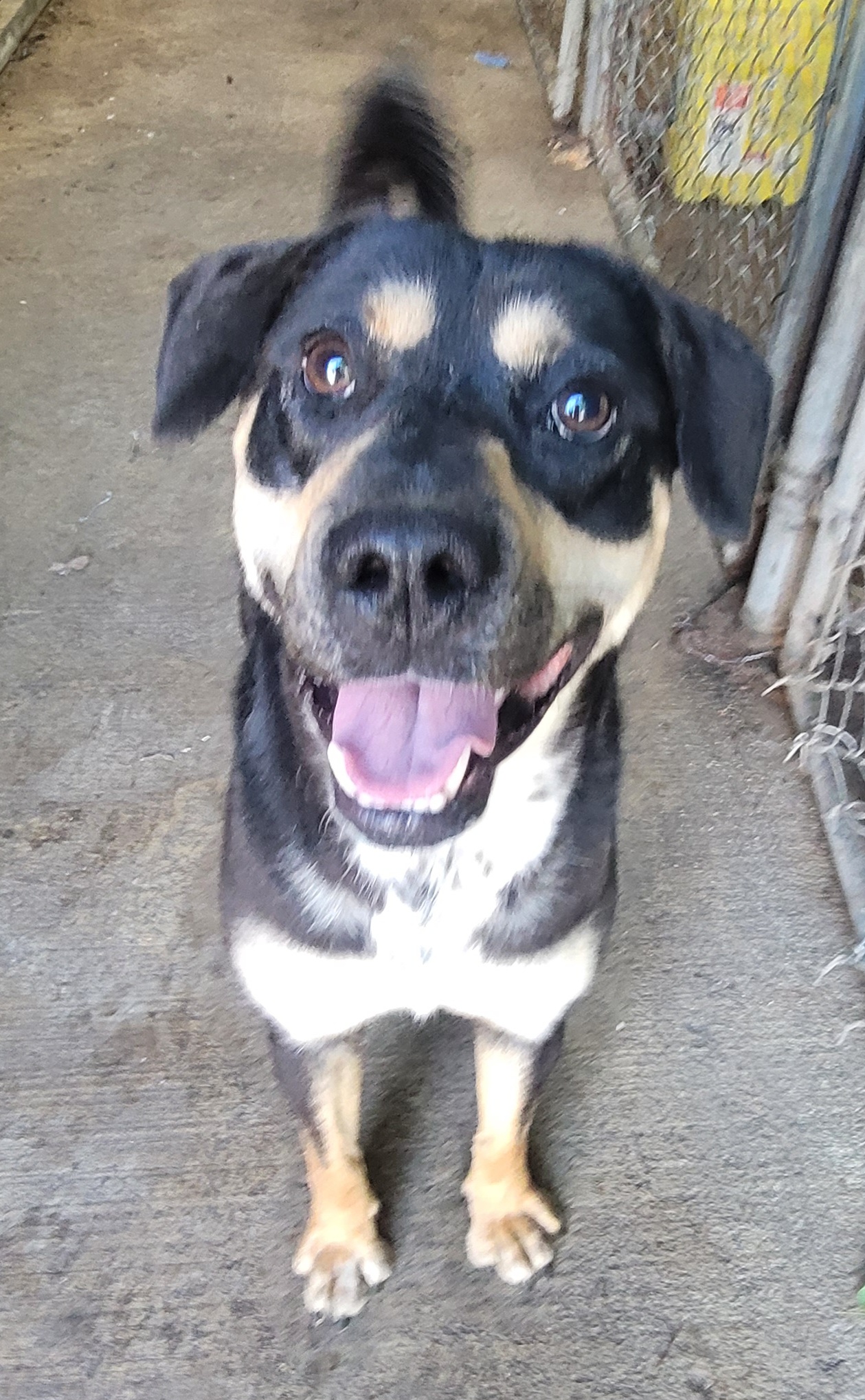 Izzy, an adoptable Mixed Breed in McCrory, AR, 72101 | Photo Image 4