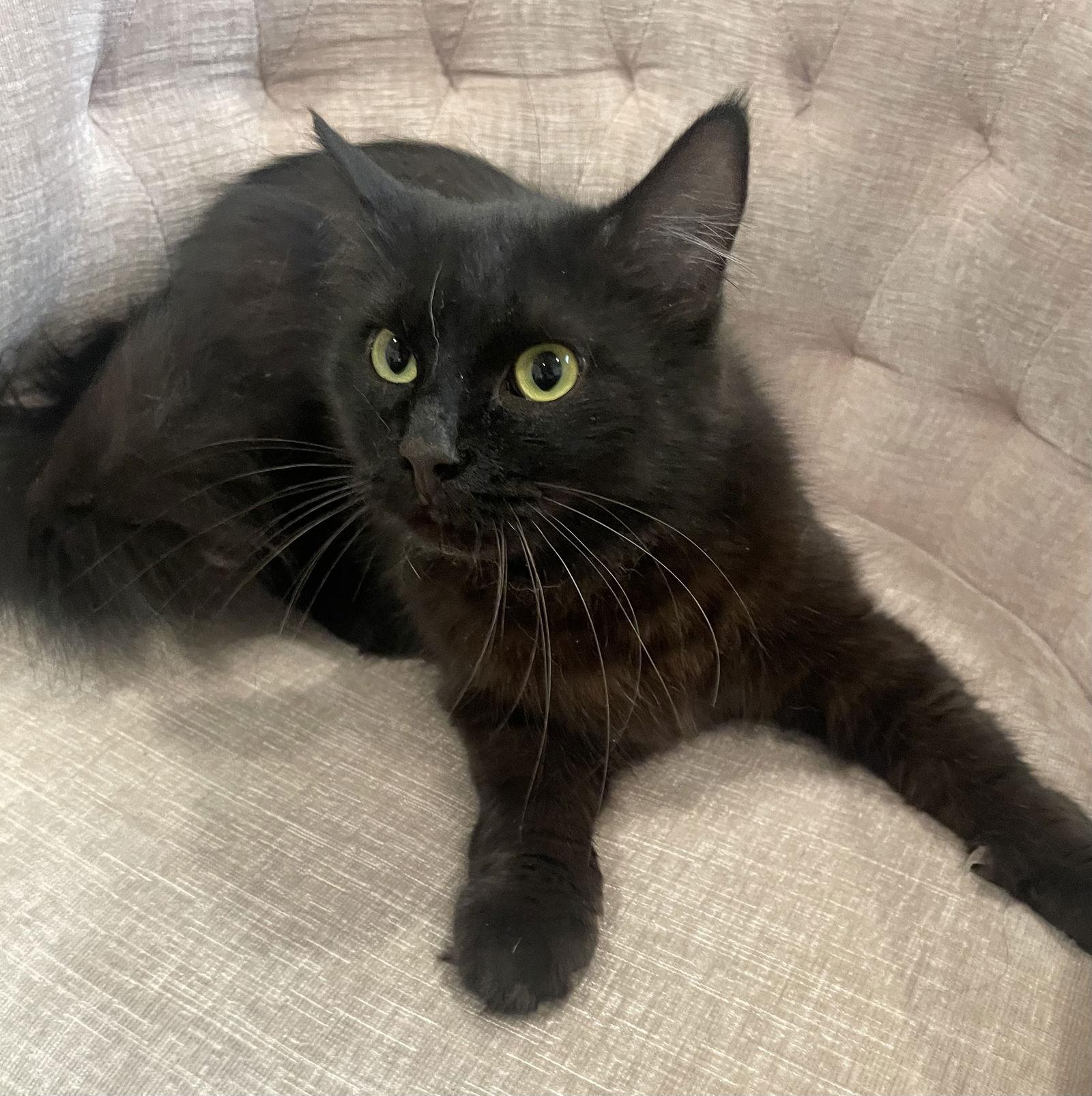 Enlarge Gemma, a Adoptable Domestic Long Hair in Stewartsville, NJ image 1/3