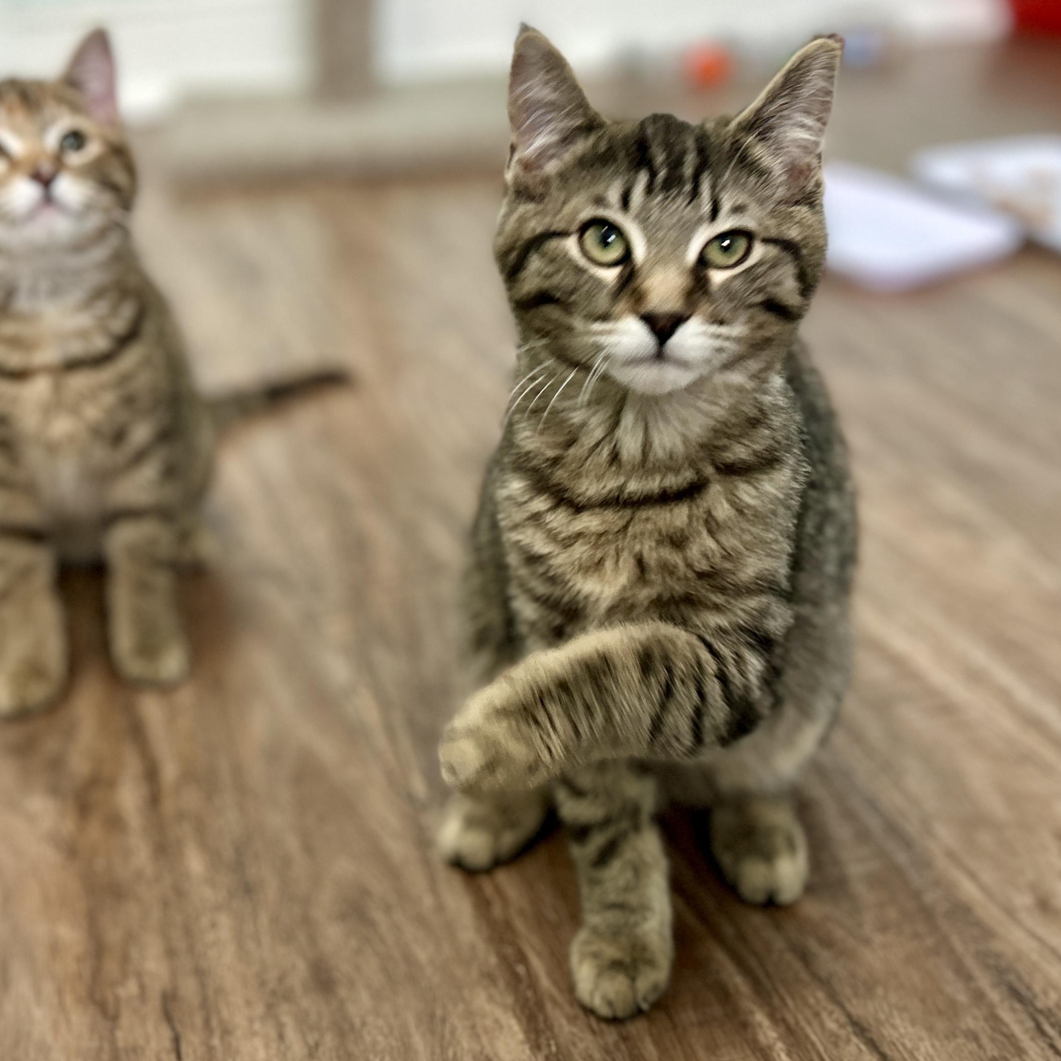 Enlarge Fred, a ADOPTABLE Domestic Short Hair in Guelph, ON image 4/4