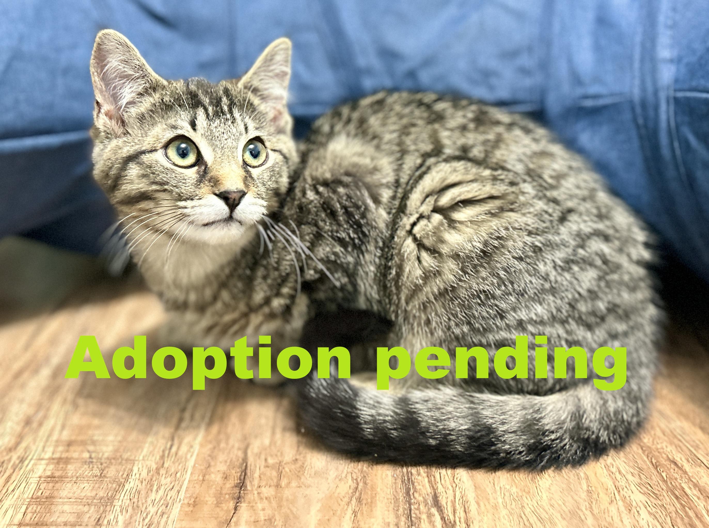 Fred, ADOPTABLE, Kitten Male Domestic Short Hair.