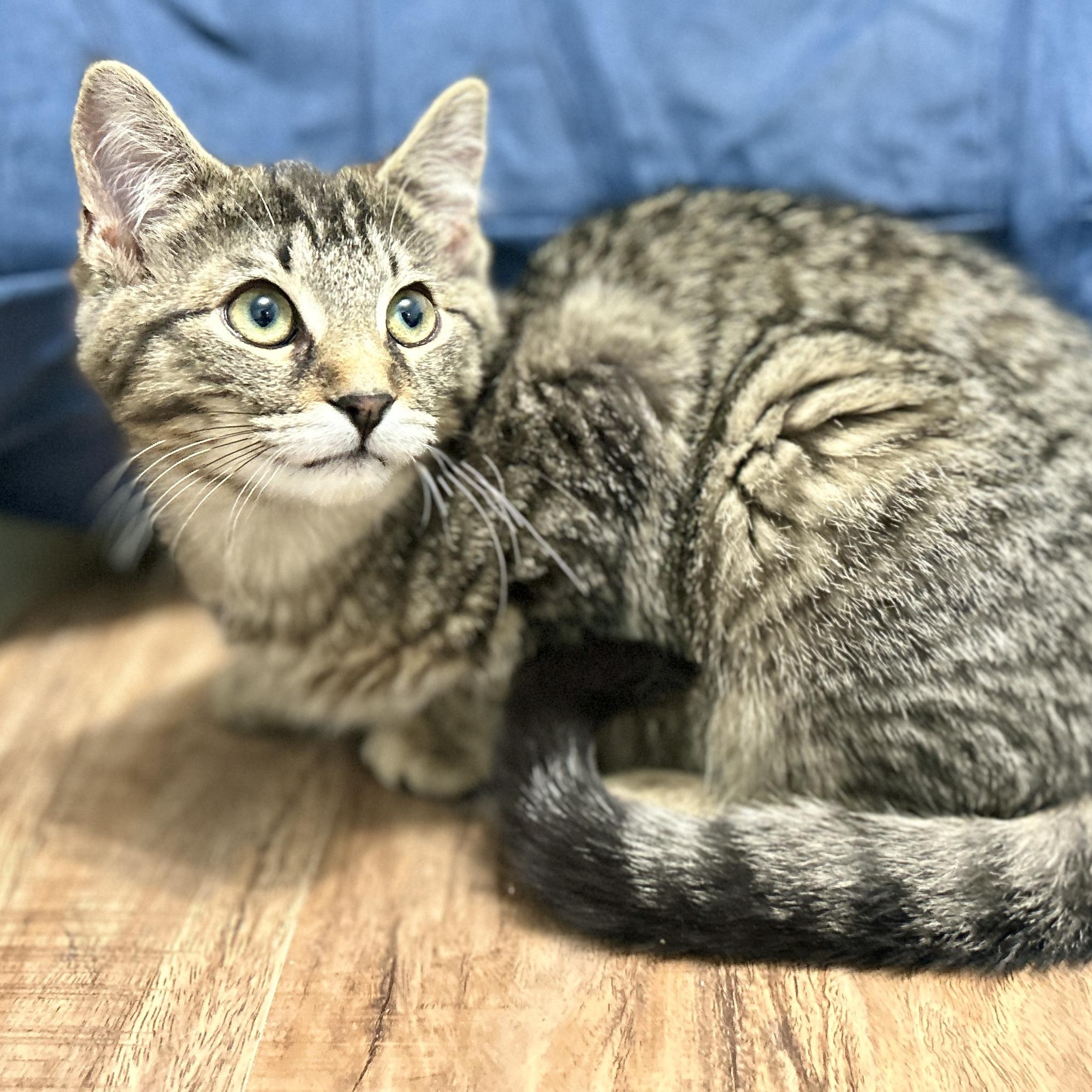 Enlarge Fred, a ADOPTABLE Domestic Short Hair in Guelph, ON image 2/4