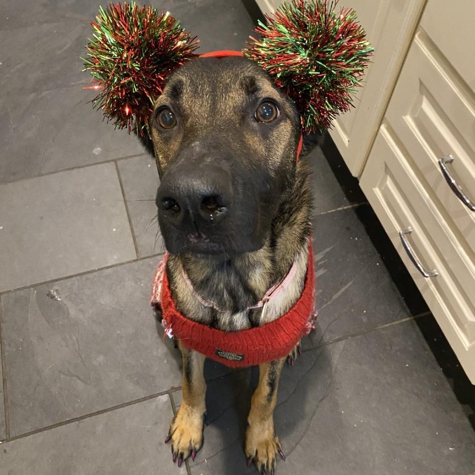 Enlarge Scarlette, a Adoptable German Shepherd Dog in Galveston, TX image 2/6