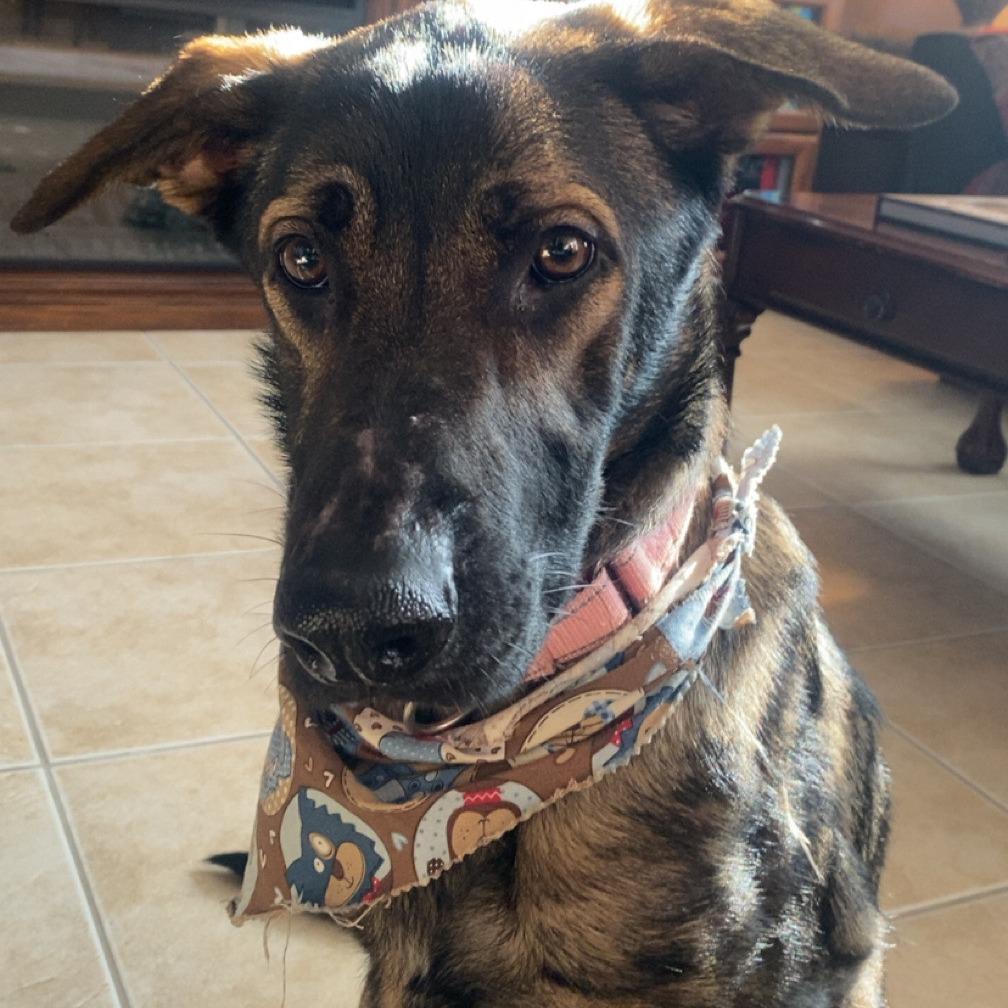 Scarlette, Adoptable, Adult Female German Shepherd Dog.