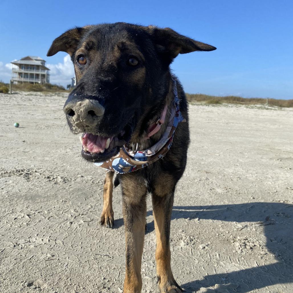 Enlarge Scarlette, a Adoptable German Shepherd Dog in Galveston, TX image 4/6