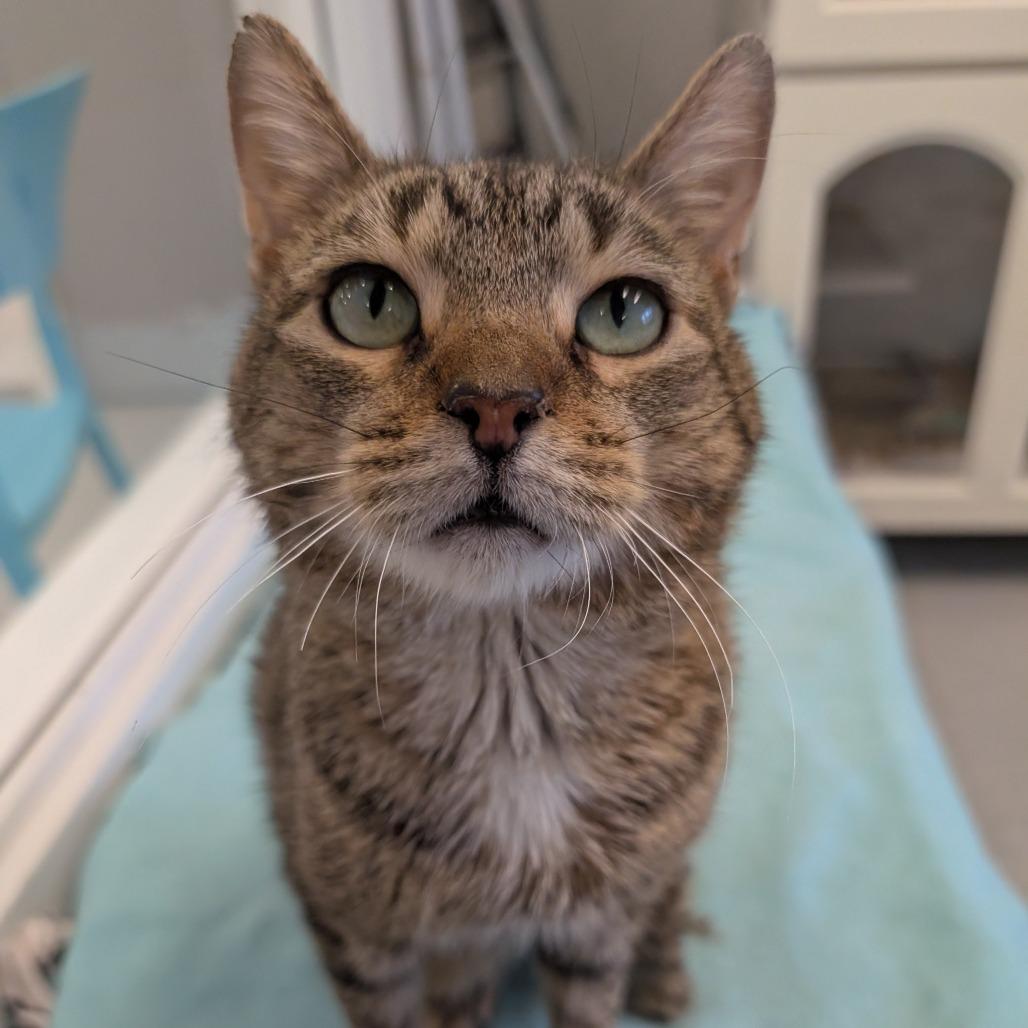 Stu, Adoptable, Young Male American Shorthair.