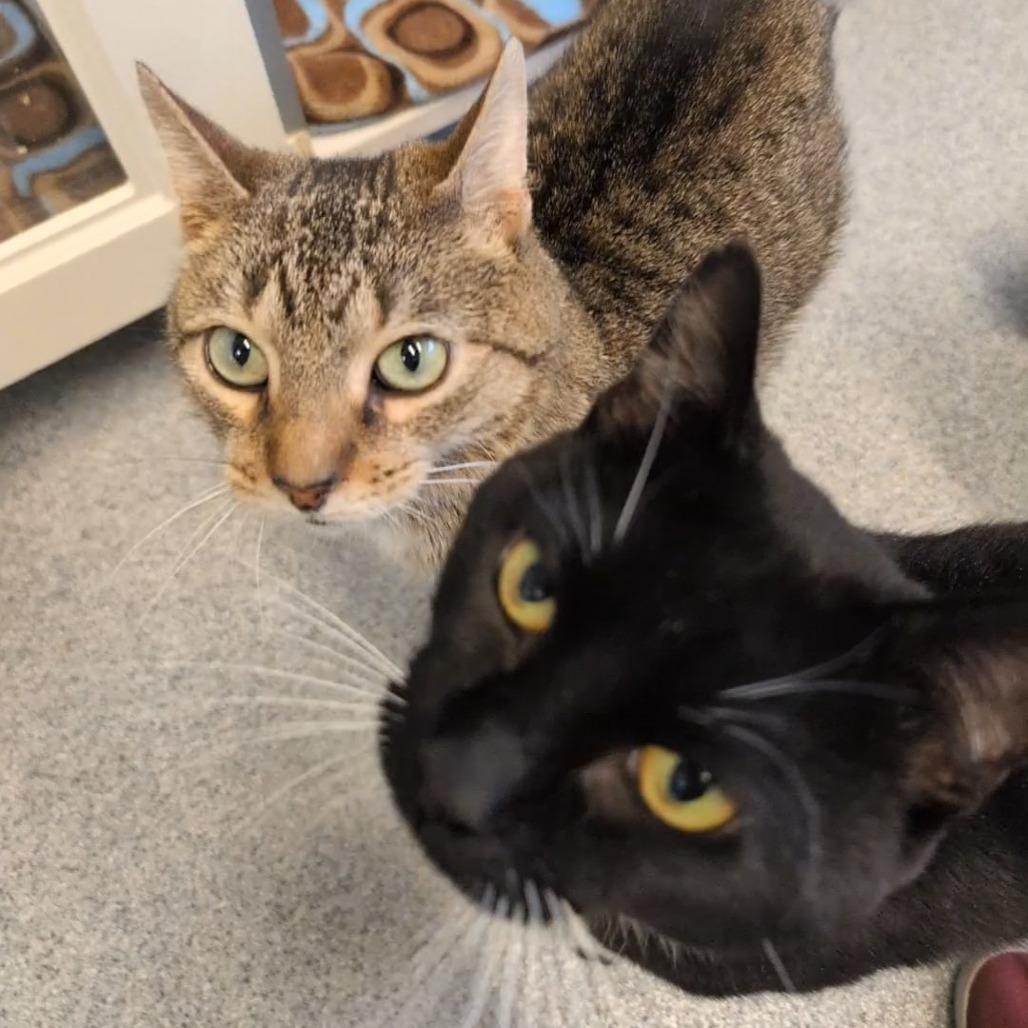 Stu, a Adoptable American Shorthair in Wheeling, IL image 2/6