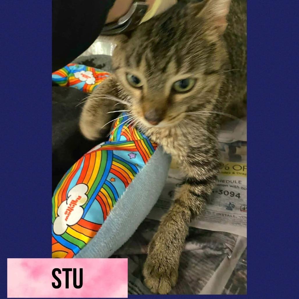 Stu, a Adoptable American Shorthair in Wheeling, IL image 3/6