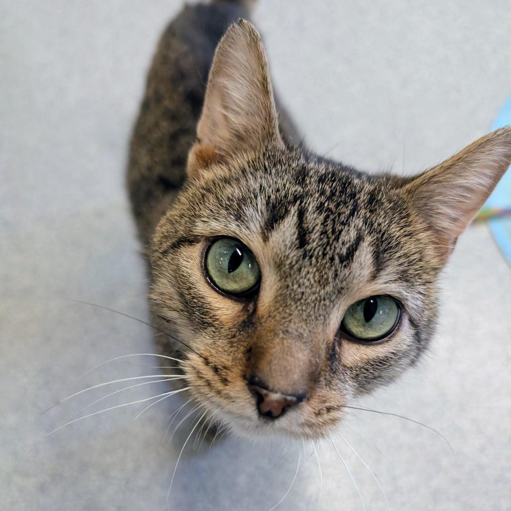 Stu, a Adoptable American Shorthair in Wheeling, IL image 4/6