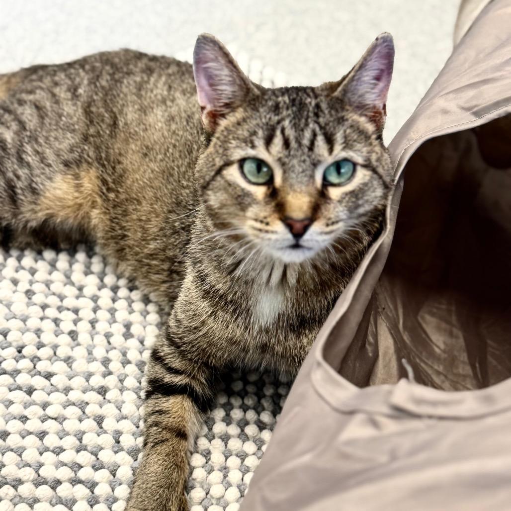 Stu, a Adoptable American Shorthair in Wheeling, IL image 5/6