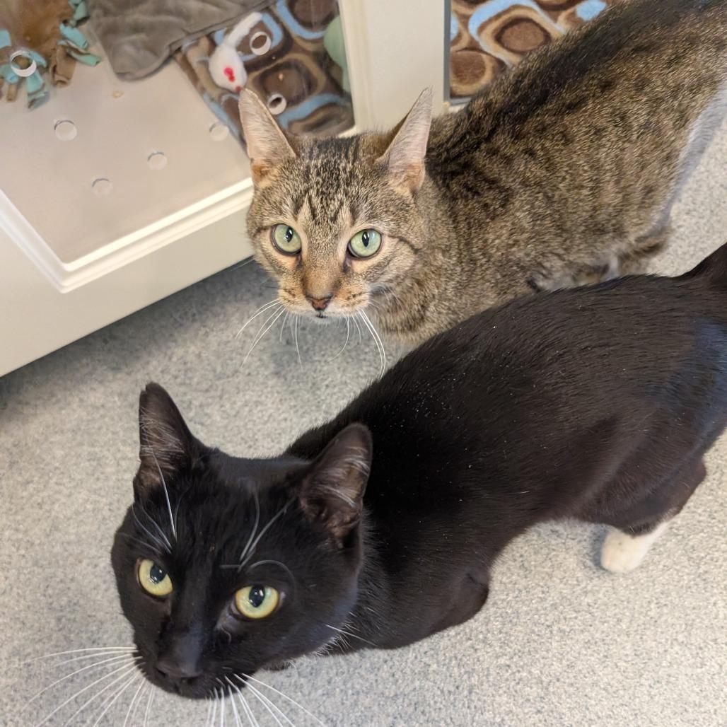 Stu, a Adoptable American Shorthair in Wheeling, IL image 6/6