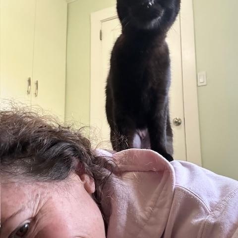 Enlarge Amara (the velcro kitten), an adopted American Shorthair in Belmont, NC image 4/5