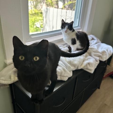 Enlarge Amara (the velcro kitten), an adopted American Shorthair in Belmont, NC image 3/5