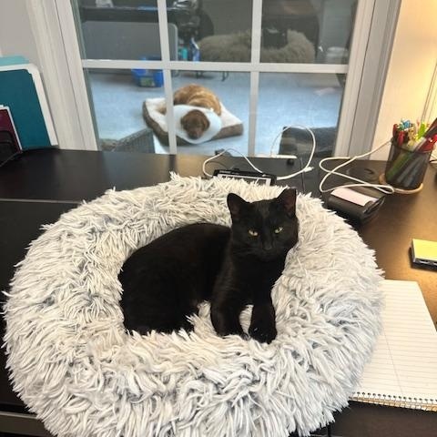 Amara (the velcro kitten), adopted, Kitten Female American Shorthair.