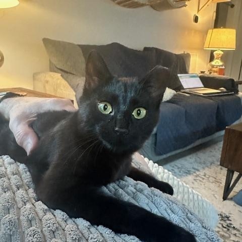 Enlarge Amara (the velcro kitten), an adopted American Shorthair in Belmont, NC image 2/5