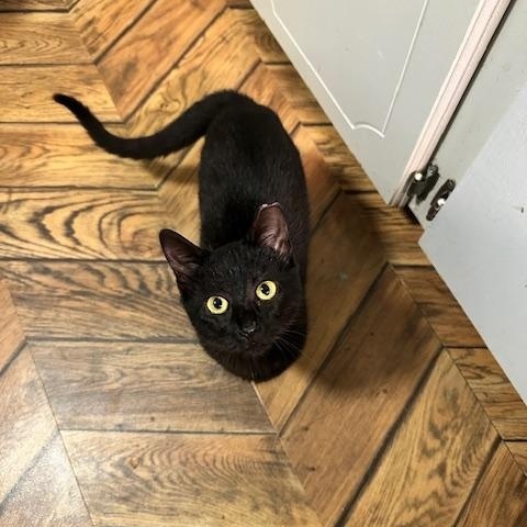 Enlarge Amara (the velcro kitten), an adopted American Shorthair in Belmont, NC image 5/5