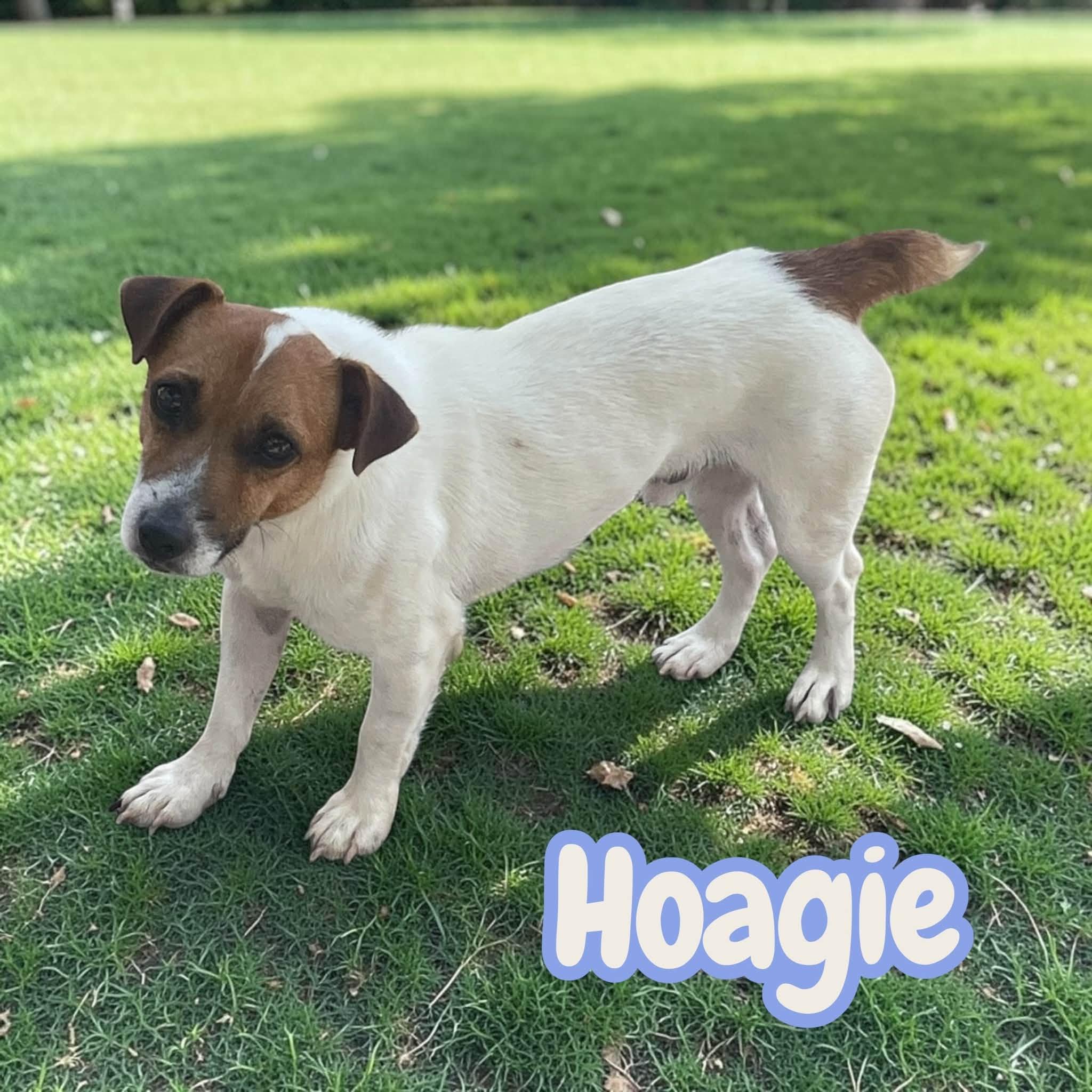 Enlarge Hoagie - Sweet Jack Russell Boy. Raised With Dogs, Needs a Patient Heart, a Adoptable Jack Russell Terrier in Roanoke, VA image 2/2