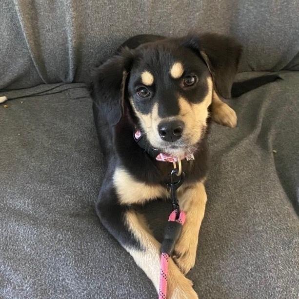 Enlarge Cookie, a Adoptable mixed breed in Myrtle Beach, SC image 1/1