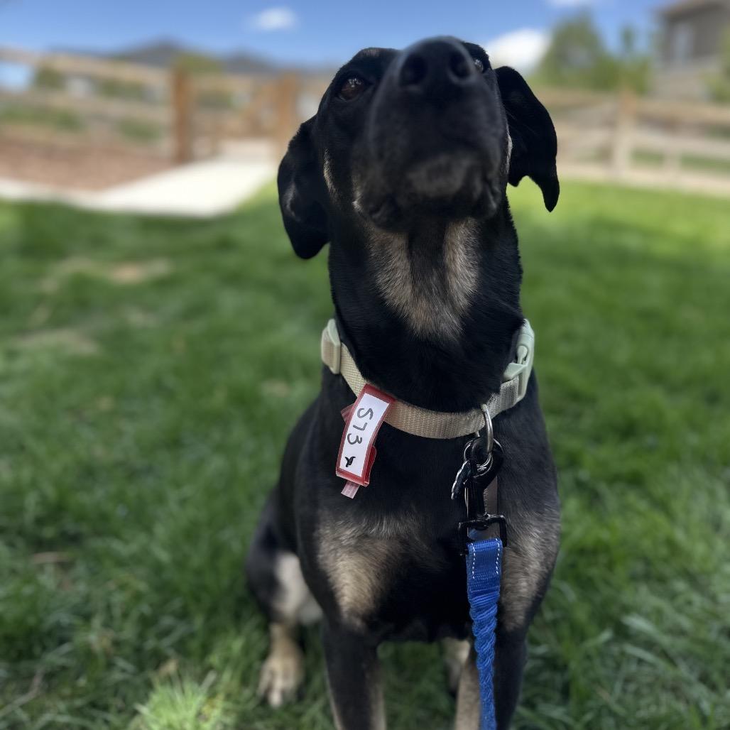 573 (2026) Sweetie Pie, Adoptable, Adult Female Shepherd & Mixed Breed.