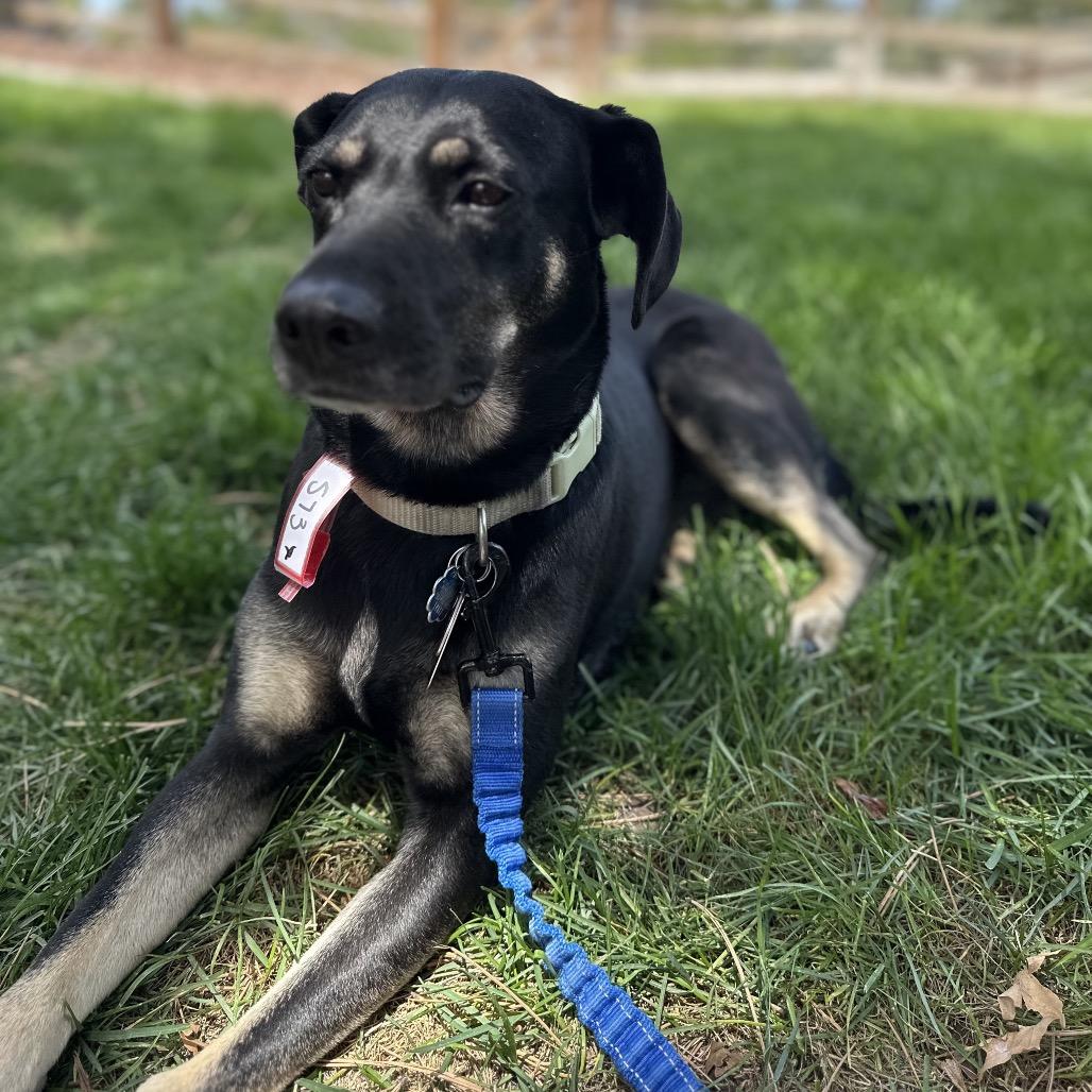 Enlarge 573 (2026) Sweetie Pie, a Adoptable mixed breed in Parker, CO image 2/6