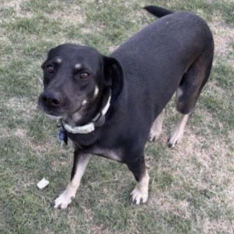 Enlarge 573 (2026) Sweetie Pie, a Adoptable mixed breed in Parker, CO image 3/6