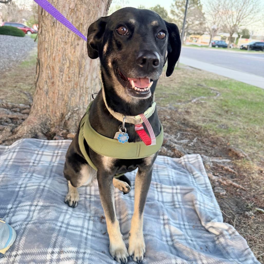 Enlarge 573 (2026) Sweetie Pie, a Adoptable mixed breed in Parker, CO image 4/6